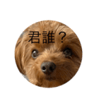 新しい 犬スタンプ 2（個別スタンプ：5）