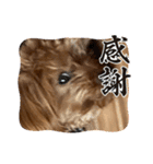 新しい 犬スタンプ 2（個別スタンプ：9）