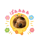 新しい 犬スタンプ 2（個別スタンプ：10）