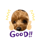 新しい 犬スタンプ 2（個別スタンプ：11）