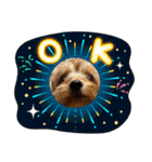 新しい 犬スタンプ 2（個別スタンプ：14）