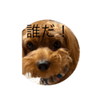 新しい 犬スタンプ 2（個別スタンプ：17）