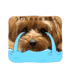 新しい 犬スタンプ 2（個別スタンプ：21）