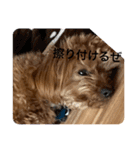 新しい 犬スタンプ 2（個別スタンプ：23）