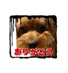 新しい 犬スタンプ 2（個別スタンプ：26）