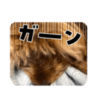 新しい 犬スタンプ 2（個別スタンプ：27）