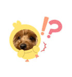 新しい 犬スタンプ 2（個別スタンプ：34）
