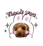 新しい 犬スタンプ 2（個別スタンプ：37）