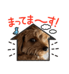 新しい 犬スタンプ 2（個別スタンプ：39）