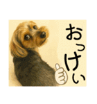 垂れ耳ヨーキーROCO.4（個別スタンプ：3）
