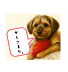 垂れ耳ヨーキーROCO.4（個別スタンプ：7）