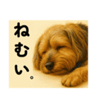 垂れ耳ヨーキーROCO.4（個別スタンプ：18）