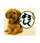 垂れ耳ヨーキーROCO.4（個別スタンプ：21）