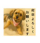 垂れ耳ヨーキーROCO.4（個別スタンプ：34）