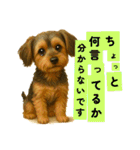 垂れ耳ヨーキーROCO.4（個別スタンプ：39）