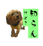 垂れ耳ヨーキーROCO.4（個別スタンプ：40）
