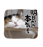 はるオカンスタンプ（個別スタンプ：8）