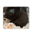 谷川家のくま子さん2（ハムスター）（個別スタンプ：1）
