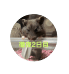 谷川家のくま子さん2（ハムスター）（個別スタンプ：3）
