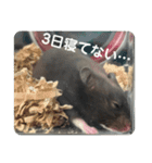 谷川家のくま子さん2（ハムスター）（個別スタンプ：4）