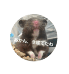 谷川家のくま子さん2（ハムスター）（個別スタンプ：7）