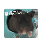 谷川家のくま子さん2（ハムスター）（個別スタンプ：8）