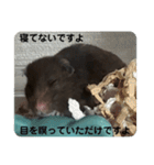 谷川家のくま子さん2（ハムスター）（個別スタンプ：9）