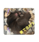 谷川家のくま子さん2（ハムスター）（個別スタンプ：10）