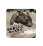 谷川家のくま子さん2（ハムスター）（個別スタンプ：21）