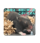 谷川家のくま子さん2（ハムスター）（個別スタンプ：22）