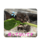 谷川家のくま子さん2（ハムスター）（個別スタンプ：25）