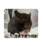 谷川家のくま子さん2（ハムスター）（個別スタンプ：27）