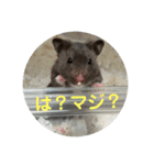 谷川家のくま子さん2（ハムスター）（個別スタンプ：29）