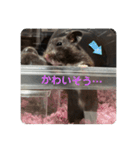 谷川家のくま子さん2（ハムスター）（個別スタンプ：32）