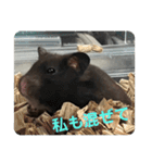 谷川家のくま子さん2（ハムスター）（個別スタンプ：35）