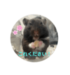 谷川家のくま子さん2（ハムスター）（個別スタンプ：37）