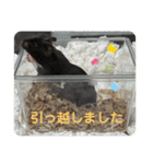 谷川家のくま子さん2（ハムスター）（個別スタンプ：39）