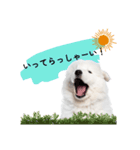 サモエド赤ちゃん〜日常スタンプ〜（個別スタンプ：6）