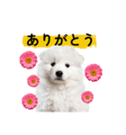 サモエド赤ちゃん〜日常スタンプ〜（個別スタンプ：7）