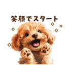 トイプードルの年末年始スタンプ｜改訂版（個別スタンプ：22）