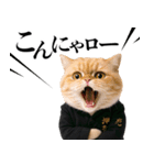 リアル猫ニャンキー（個別スタンプ：9）