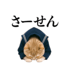 リアル猫ニャンキー（個別スタンプ：23）