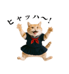 リアル猫ニャンキー（個別スタンプ：24）