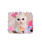 動くんです！短足猫スタンプ（個別スタンプ：1）