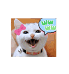 動くんです！短足猫スタンプ（個別スタンプ：2）