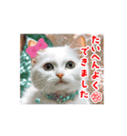 動くんです！短足猫スタンプ（個別スタンプ：3）