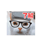 動くんです！短足猫スタンプ（個別スタンプ：5）