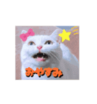 動くんです！短足猫スタンプ（個別スタンプ：6）