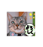動くんです！短足猫スタンプ（個別スタンプ：7）
