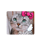 動くんです！短足猫スタンプ（個別スタンプ：8）